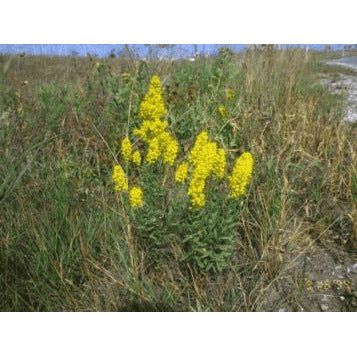Solidago speciosa (Showy Goldenrod) Natural Communities LLC