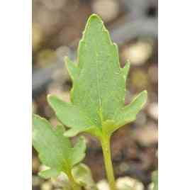 Viola pedatifida (Prairie Violet)  Natural Communities LLC