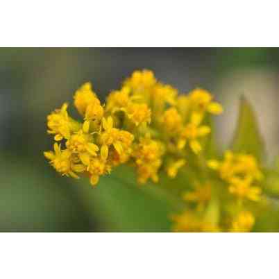 Solidago ulmifolia (Elm-leaved Goldenrod)  Natural Communities LLC