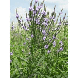 Verbena hastata (Blue Vervain)  Natural Communities LLC