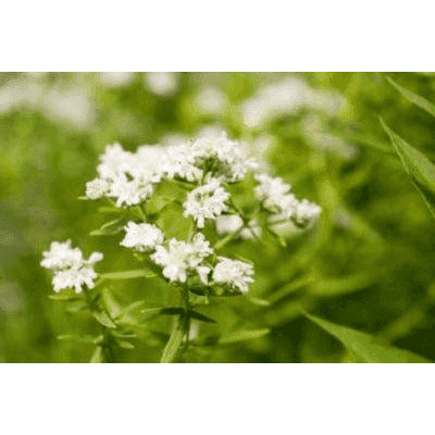 Pycnanthemum tenuifolium (Slender Mountain Mint) Natural Communities LLC