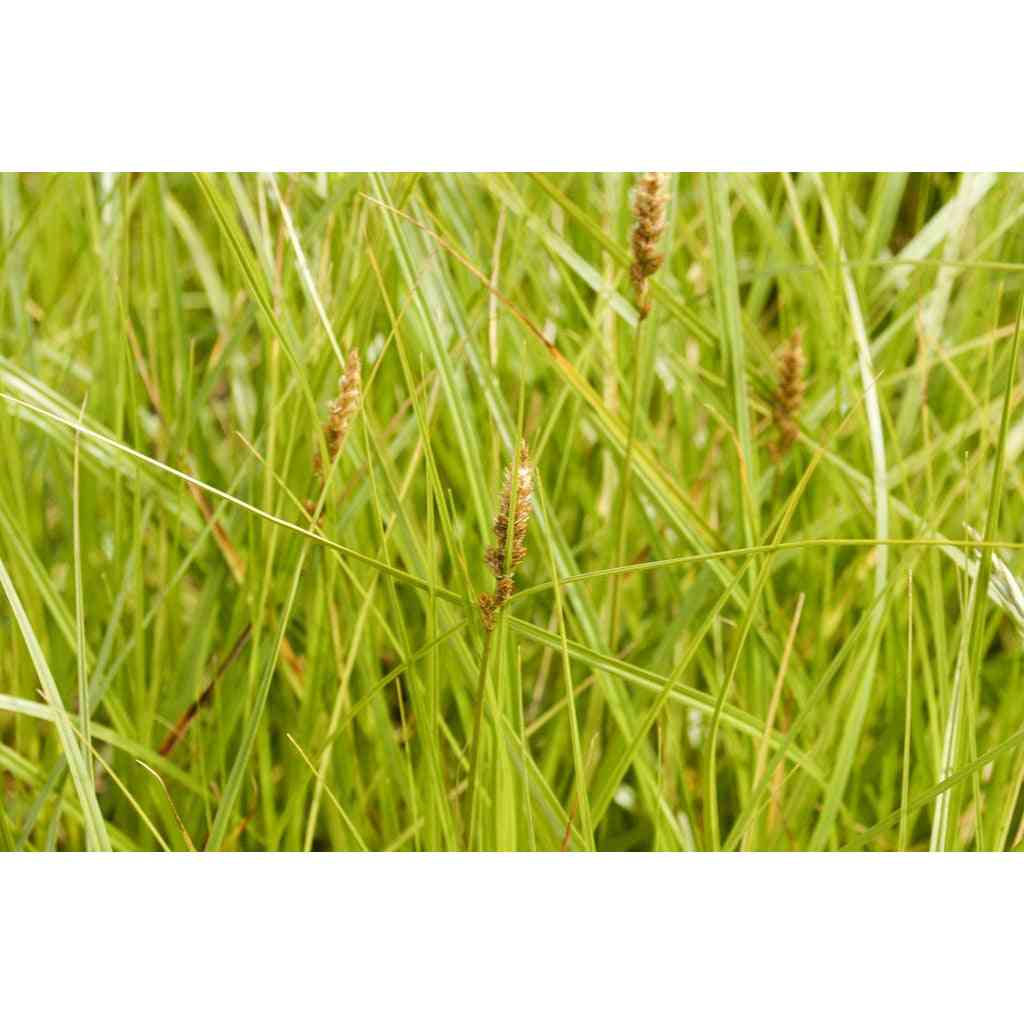 Carex sartwellii (Running Marsh Sedge) Natural Communities LLC