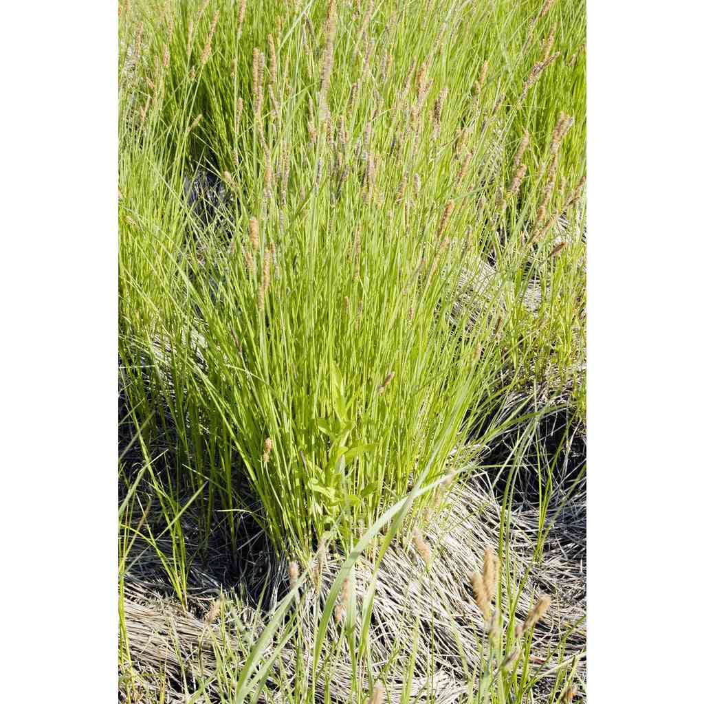 Carex stricta (Common Tussock Sedge) Natural Communities LLC