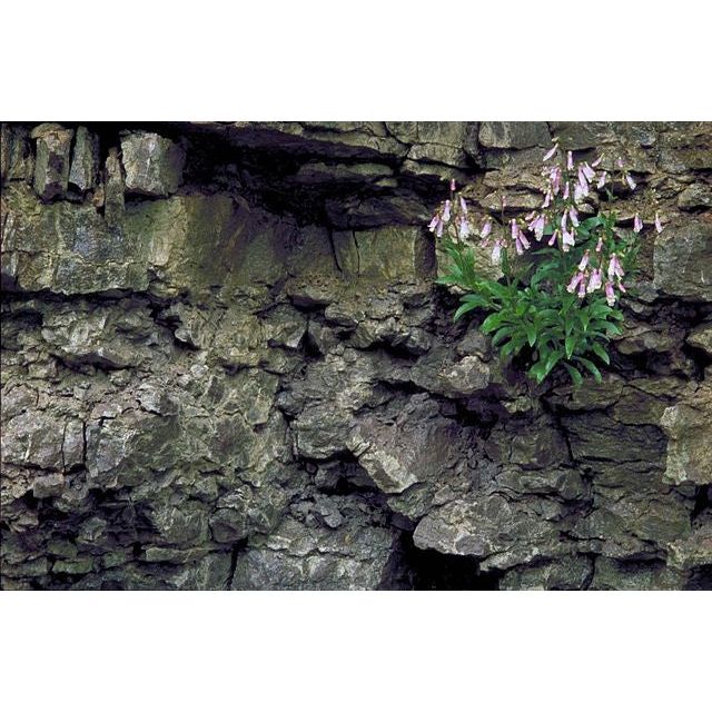 Penstemon hirsutus (Hairy beardtongue)