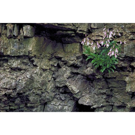 Penstemon hirsutus (Hairy beardtongue)