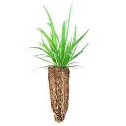 Carex blanda (Common Wood Sedge)  Natural Communities LLC