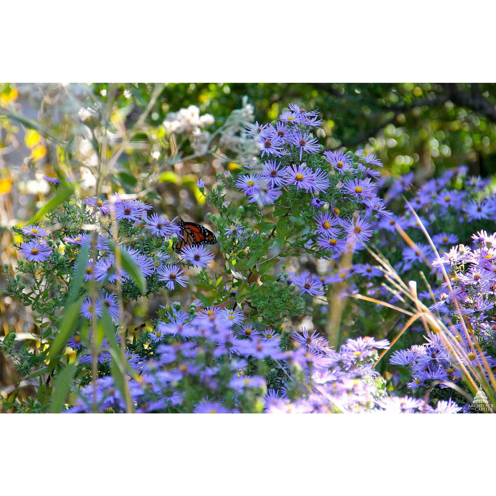 Symphyotrichum oblongifolium (Aromatic Aster)  Natural Communities LLC