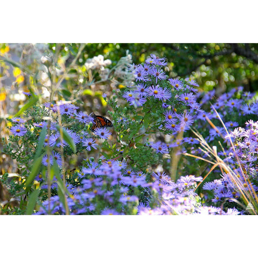 Symphyotrichum oblongifolium (Aromatic Aster)  Natural Communities LLC