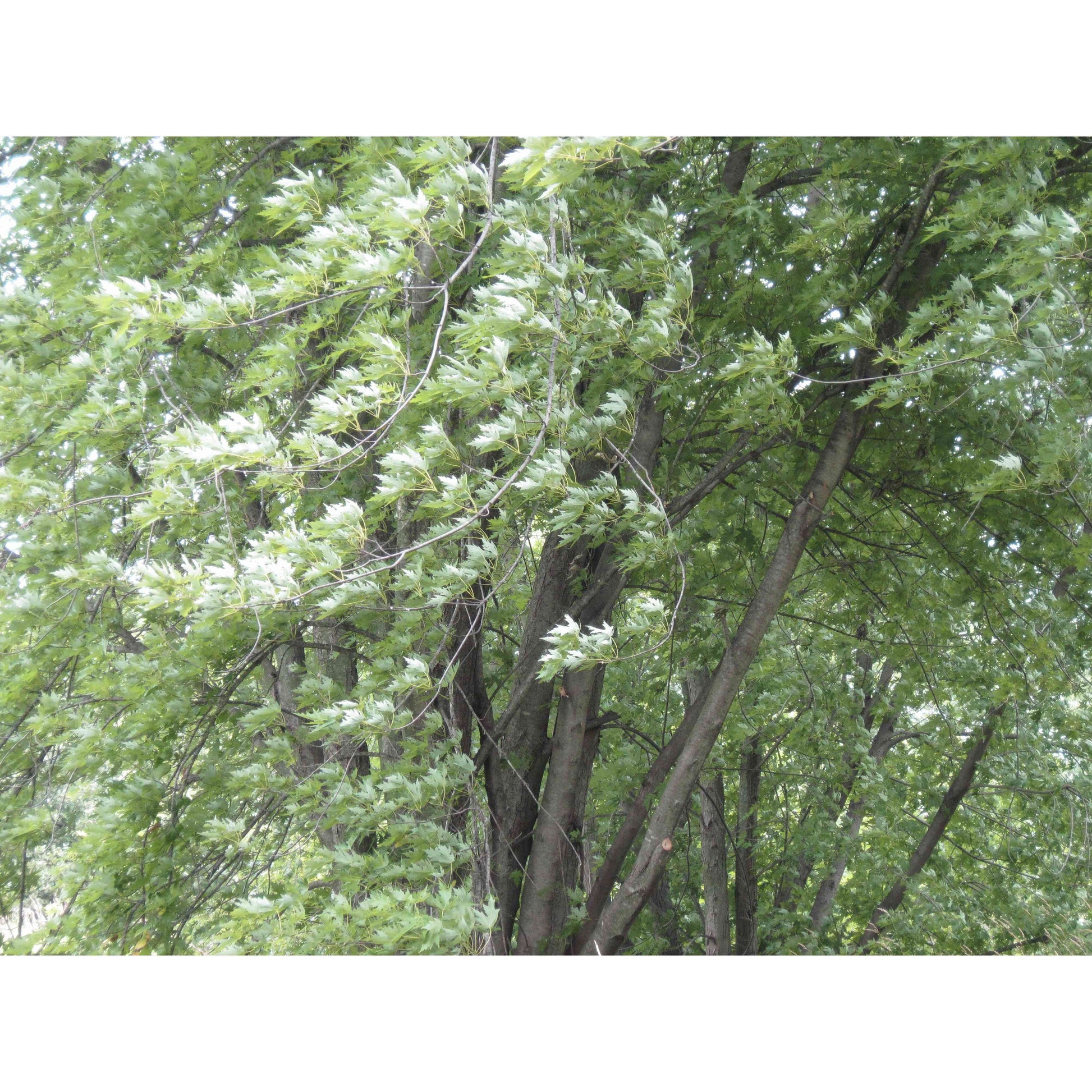 Acer saccharinum (Silver Maple)  Natural Communities LLC