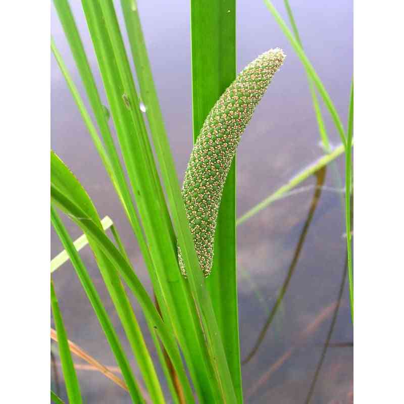 Acorus americanus (Sweet Flag) Natural Communities LLC