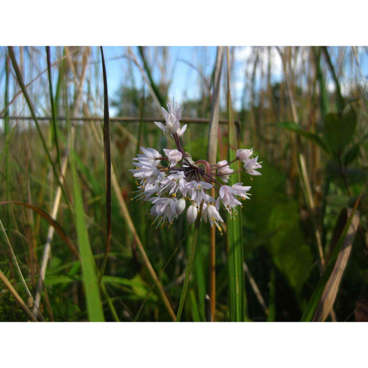 Allium cernuum (Nodding Wild Onion)  Natural Communities LLC