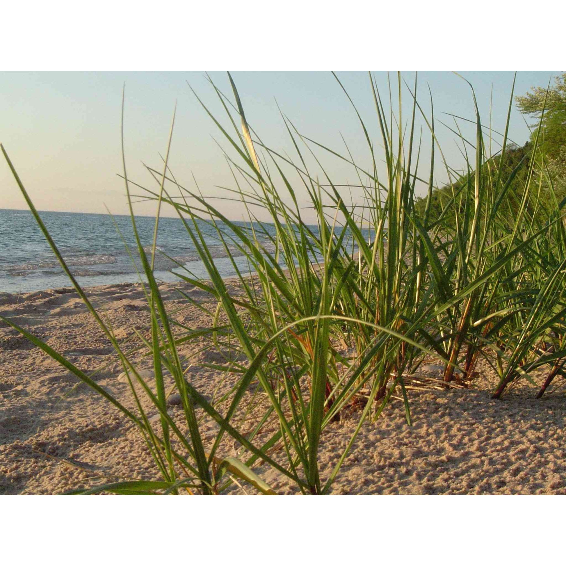 Ammophila breviligulata (Marram Grass)  Natural Communities LLC