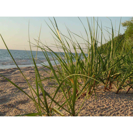 Ammophila breviligulata (Marram Grass)  Natural Communities LLC