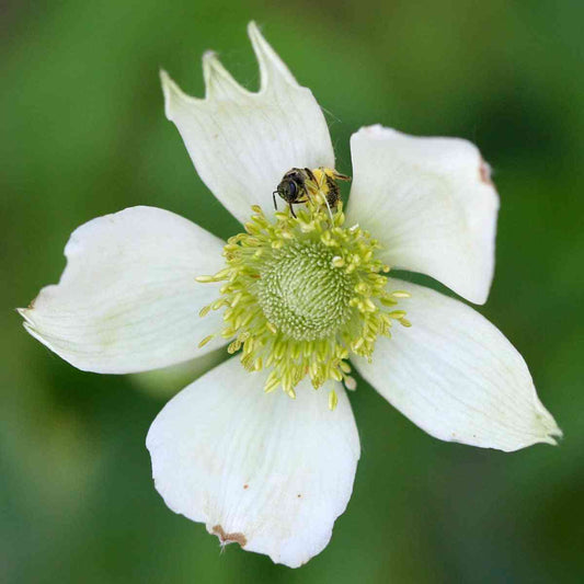 Anemone virginiana (Tall thimbleweed)  Natural Communities LLC