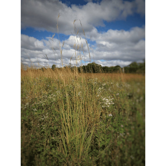 Andropogon gerardii (Big Bluestem)  Natural Communities LLC