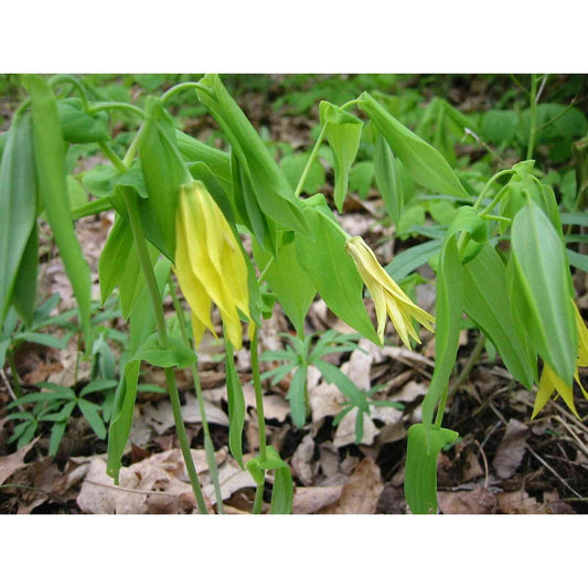 Uvularia grandiflora (Bellwort)  Natural Communities LLC