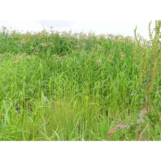 Schoenoplectus fluviatilis or Bolboschoenus fluviatilis (River Bulrush)  Natural Communities LLC