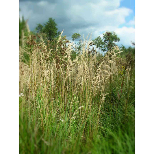 Calamagrostis canadensis (Blue Joint Grass)  Natural Communities LLC