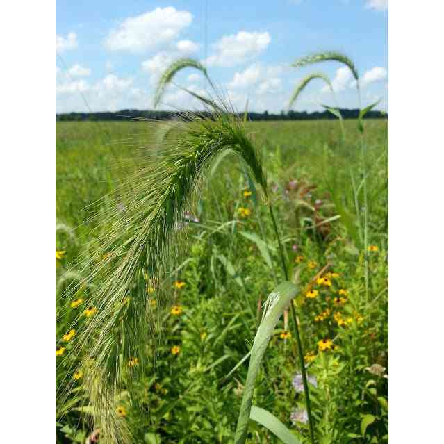 Elymus canadensis (Canada Wild Rye) Natural Communities LLC