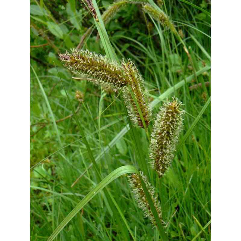 Carex aquatilis (Water Sedge)  Natural Communities LLC