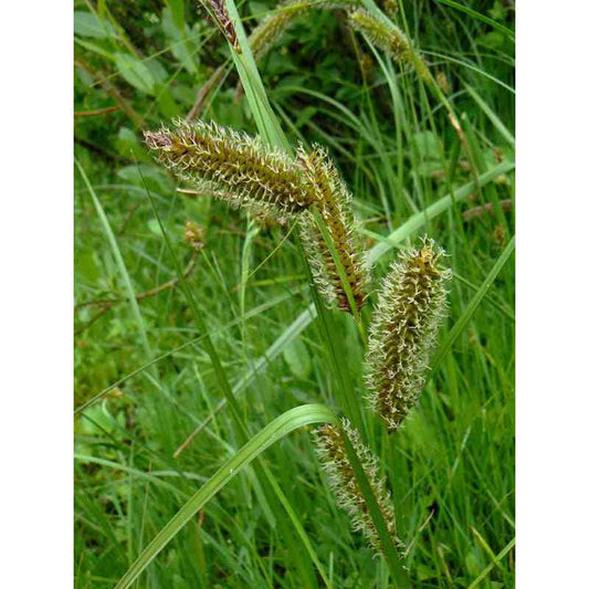 Carex aquatilis (Water Sedge)  Natural Communities LLC