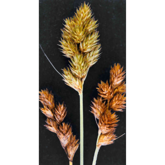 Carex bebbii (Bebb's Oval Sedge)  Natural Communities LLC
