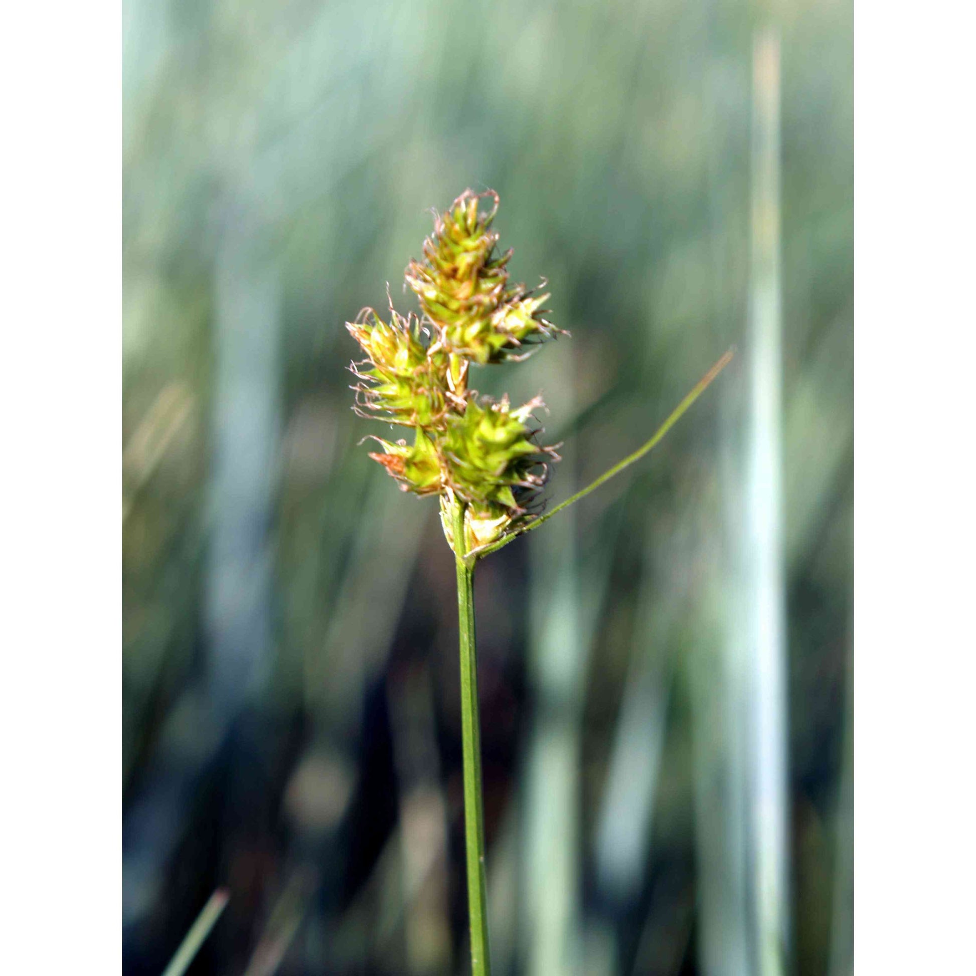 Carex brevior (Plains Oval Sedge)  Natural Communities LLC
