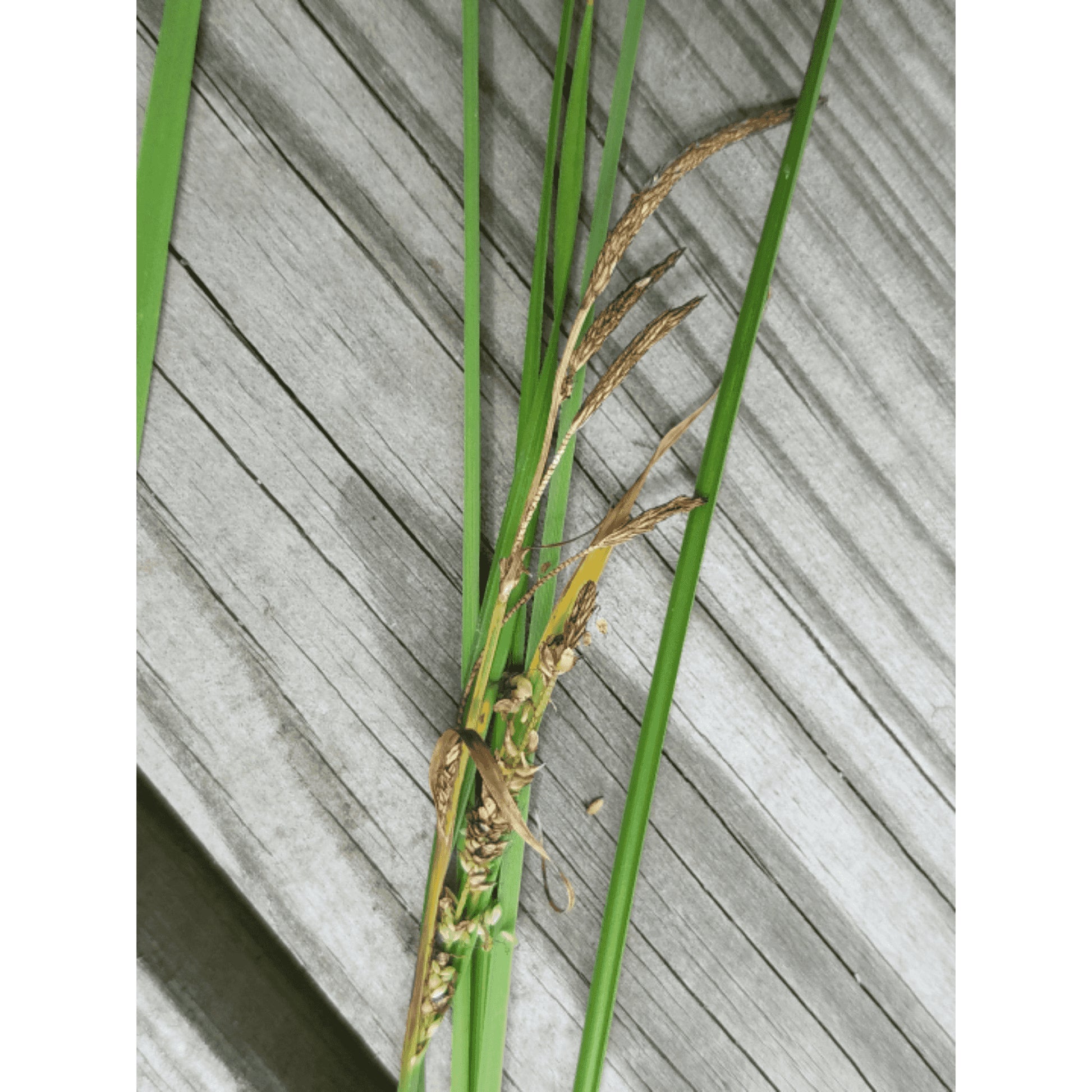 Carex emoryi (Riverbank Sedge / Emory's Sedge)  Natural Communities LLC