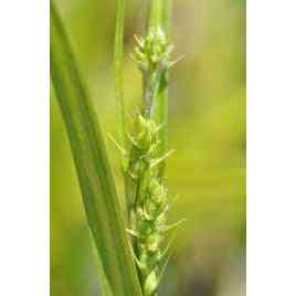 Carex gracillima (Purple-sheathed Graceful Sedge) Natural Communities LLC