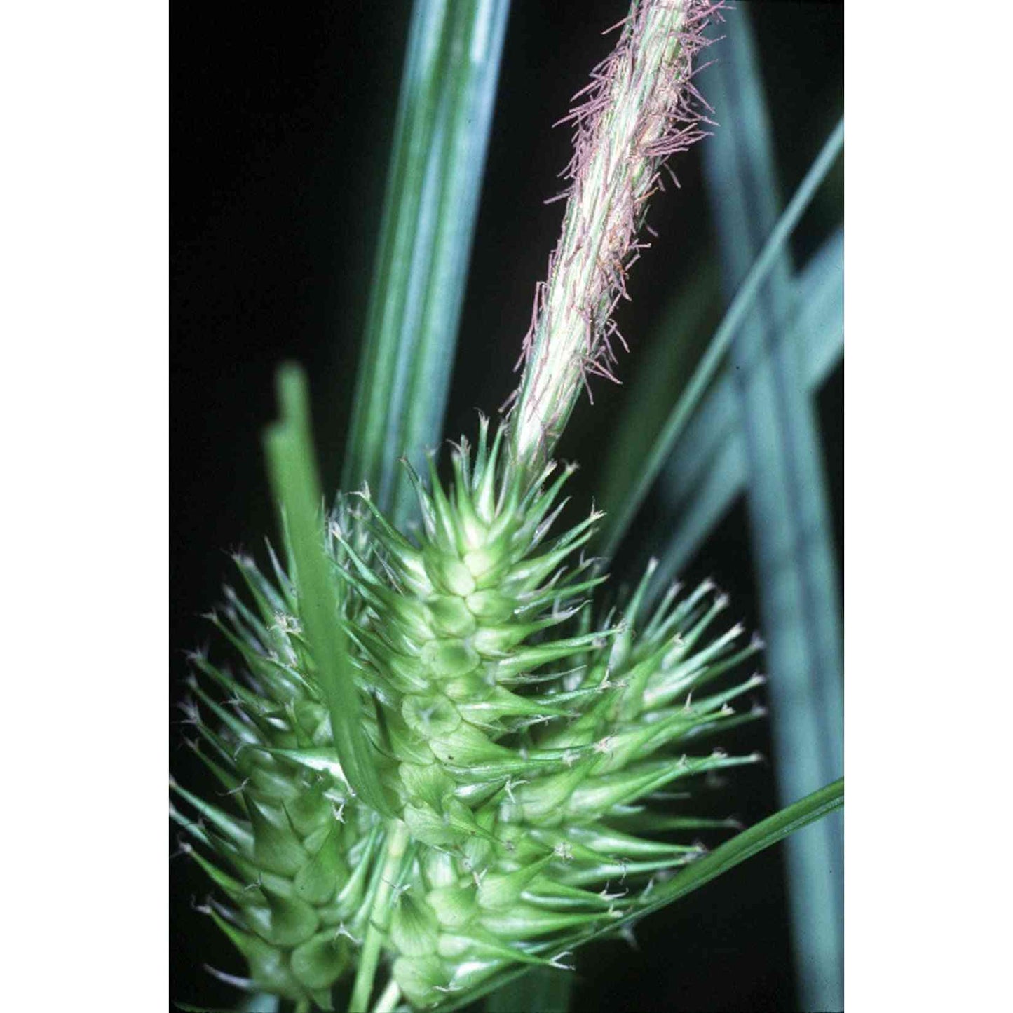 Carex lupulina (Common Hop Sedge) Natural Communities LLC