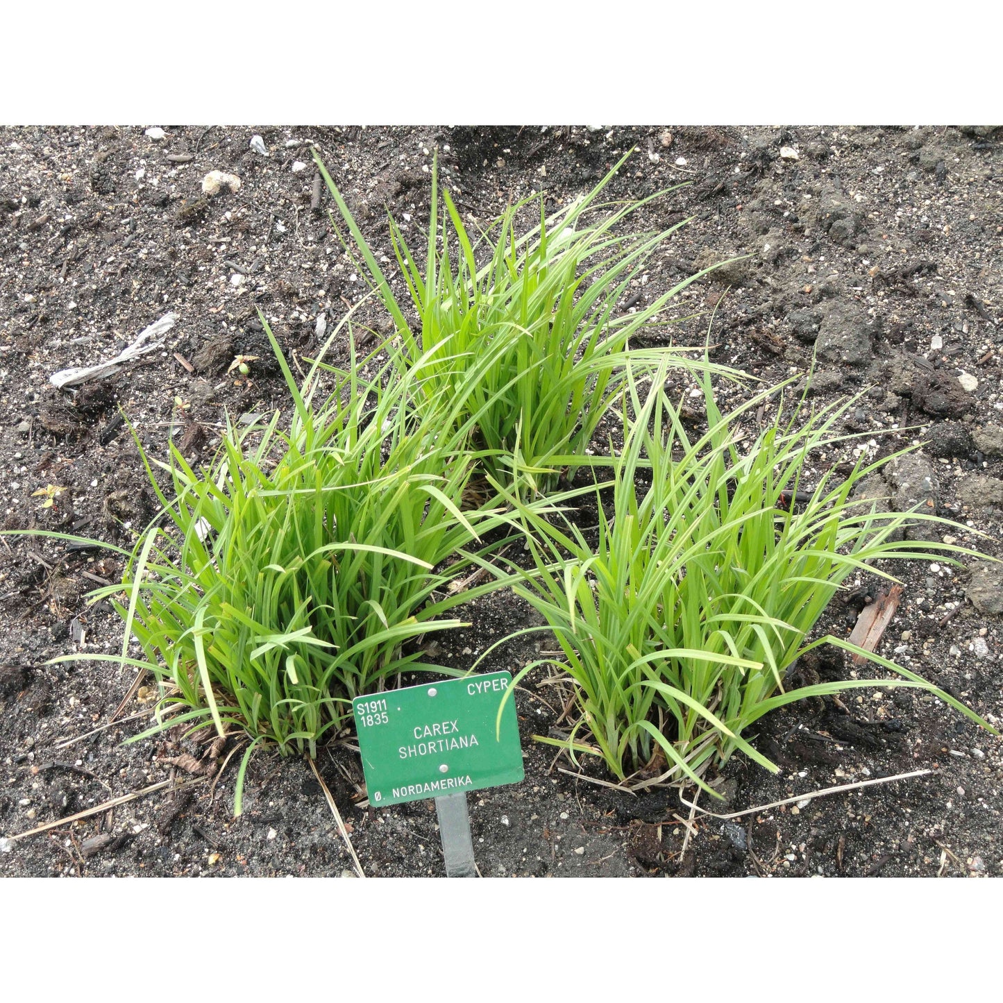 Carex shortiana (Short's Sedge) Natural Communities LLC