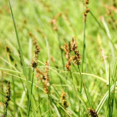 Carex stipata (Fox Sedge) Natural Communities LLC