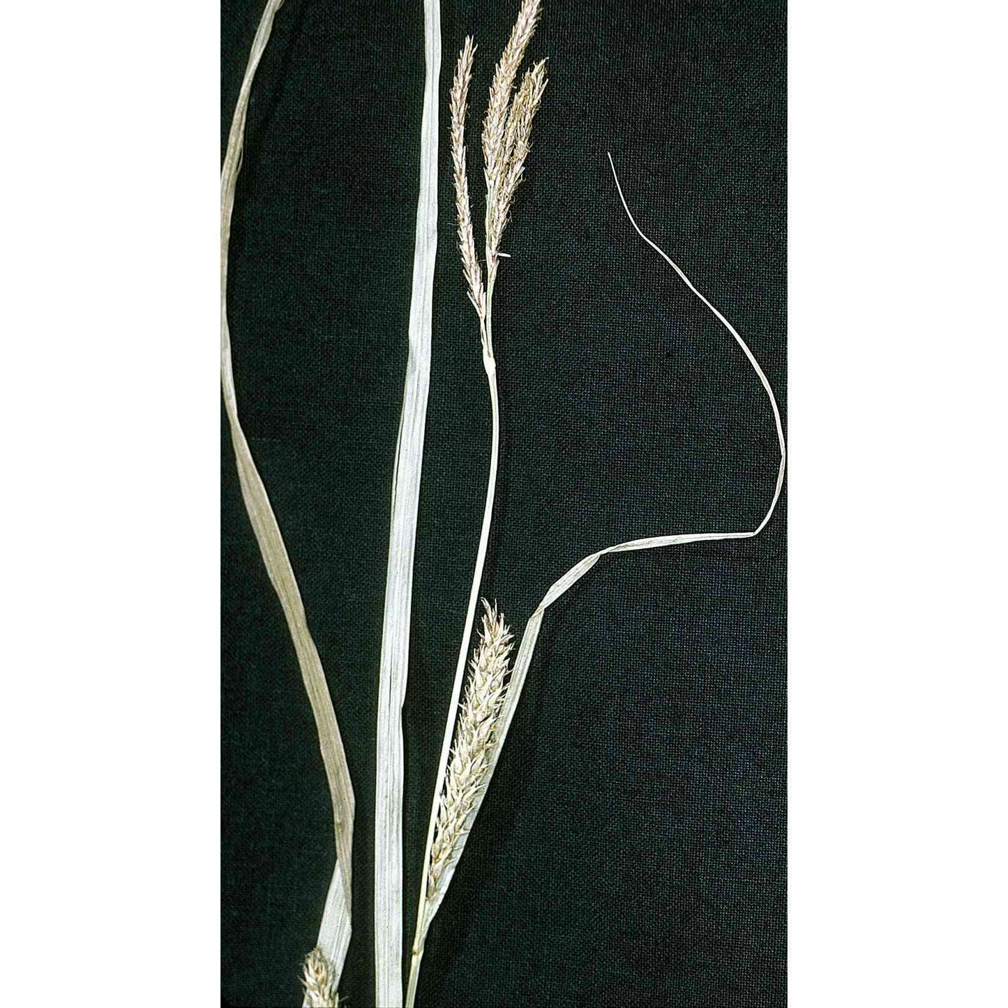 Carex trichocarpa (Hairy-fruited Lake Sedge) Natural Communities LLC