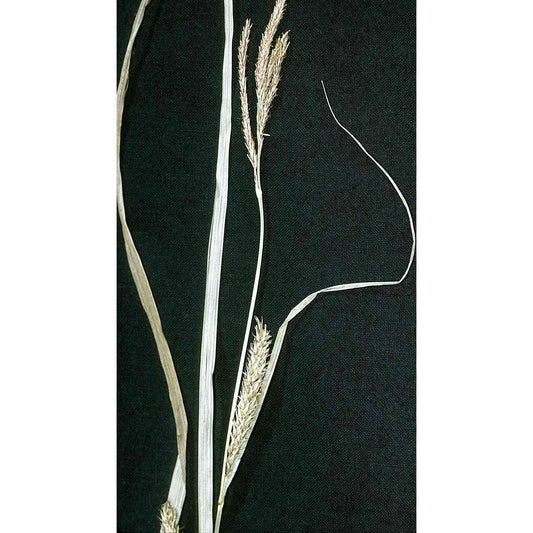 Carex trichocarpa (Hairy-fruited Lake Sedge)  Natural Communities LLC