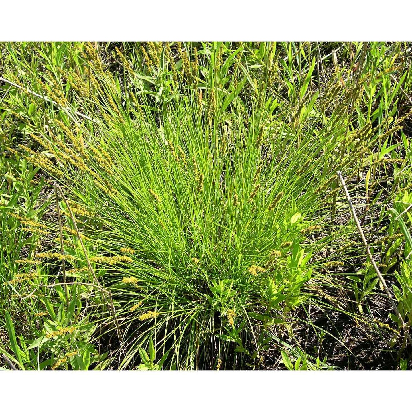 Carex vulpinoidea (Brown Fox Sedge) Natural Communities LLC