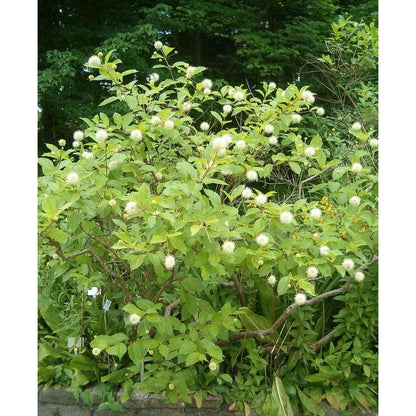 Cephalanthus occidentalis (Buttonbush)  Natural Communities LLC