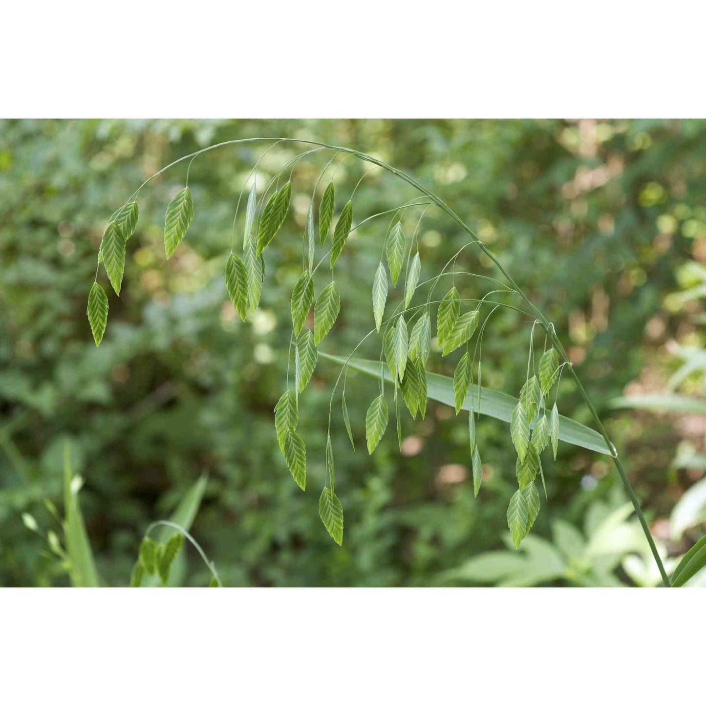 Chasmanthium latifolium (River Oats) Natural Communities LLC