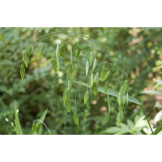 Chasmanthium latifolium (River Oats)  Natural Communities LLC