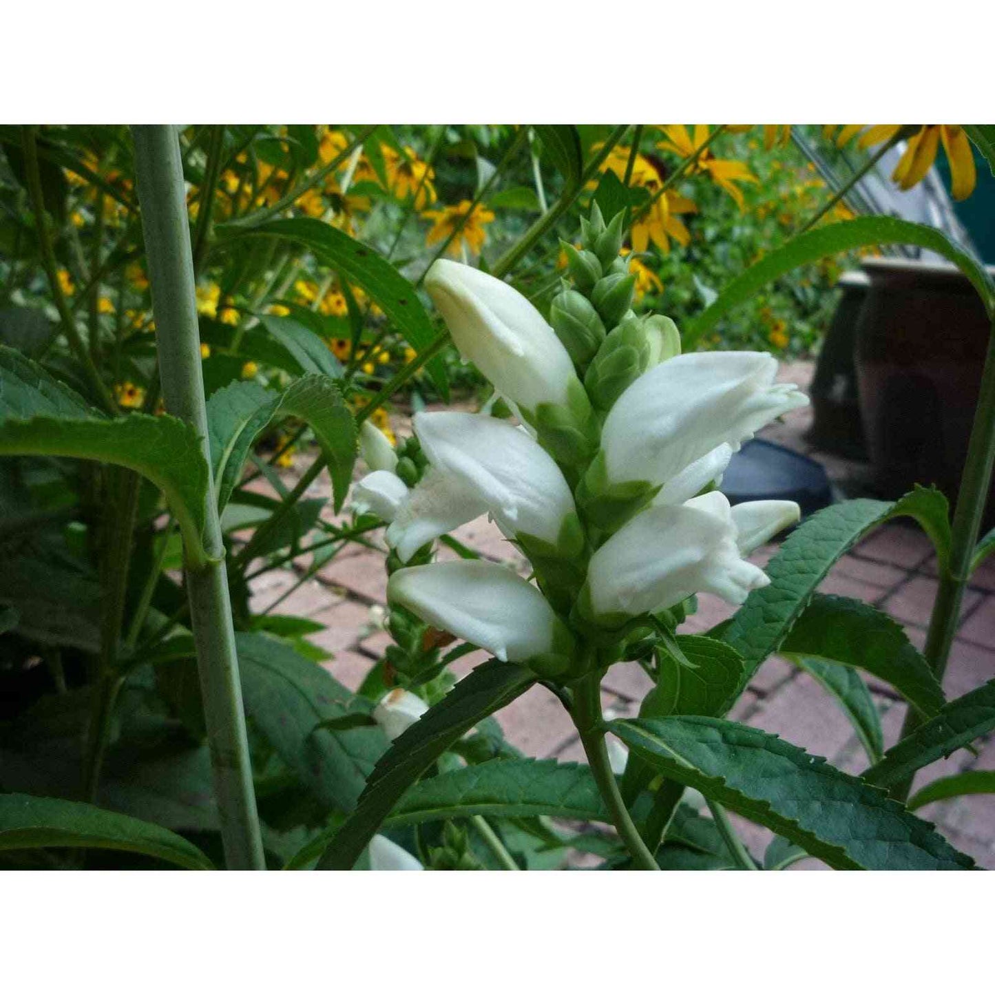 Chelone glabra (Turtlehead) Natural Communities LLC