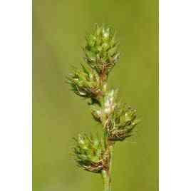 Carex normalis (Spreading Oval Sedge) Natural Communities LLC
