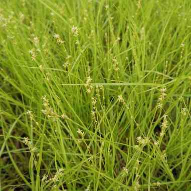 Carex radiata (Straight-styled Wood Sedge) Natural Communities LLC