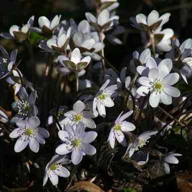 Hepatica acutiloba or Hepatica nobilis Schreb. var. acuta (Sharp-lobed Hepatica)  Natural Communities LLC