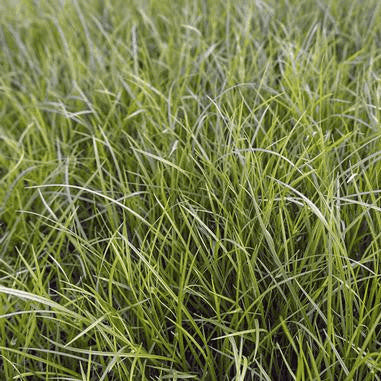 Carex jamesii (Grass Sedge) Natural Communities LLC