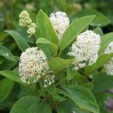Ceanothus americanus (New Jersey Tea)  Natural Communities LLC
