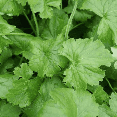 Heuchera richardsonii (Prairie Alumroot)  Natural Communities LLC