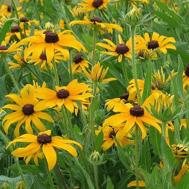 Rudbeckia hirta (Black-eyed Susan) Natural Communities LLC