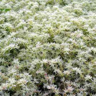 Sedum ternatum (Wild Stonecrop) Natural Communities LLC