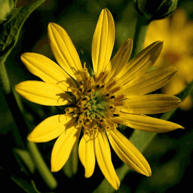 Silphium perfoliatum (Cup Plant)  Natural Communities LLC