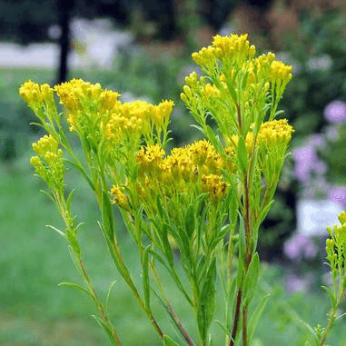 Oligoneuron ohioense (Ohio Goldenrod)  Natural Communities LLC