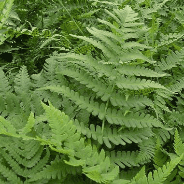 Dryopteris marginalis (Marginal Wood Fern, Marginal Shield Fern)  Natural Communities LLC